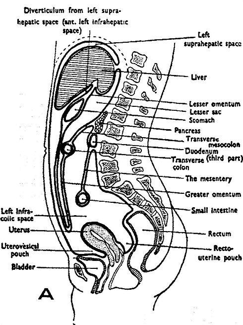 1966_Figure7